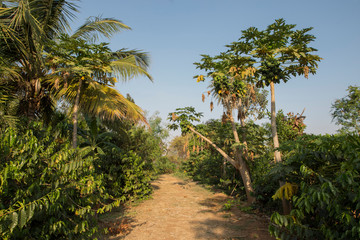 Obraz premium Árbol de papayas 