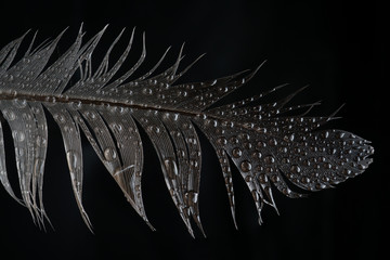 Feather with water droplets