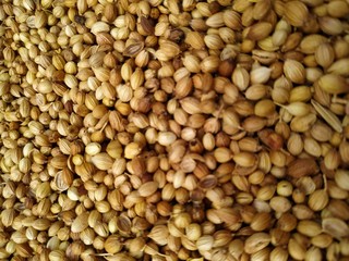 Dried coriander seeds arranged as background. Dhaniya Nepal