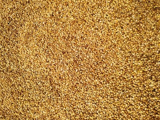 Dried coriander seeds arranged as background. Dhaniya Nepal