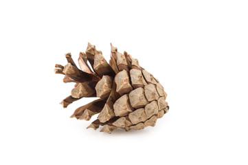Pine (Pinus sylvestris) cone on white background.