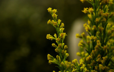 yellow flowers on green background