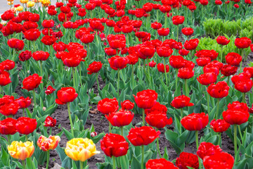 Obraz premium Flowerbed with tulips. springtime. red tulips