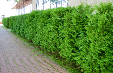 Row of green trees in the park. Row of thuja trees, beautiful manor in the background