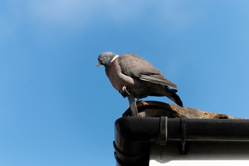 a close up view of a fat pigeon sitting on the edge of a roof on a cold summers morning
