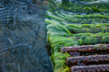 texture of green sea algae