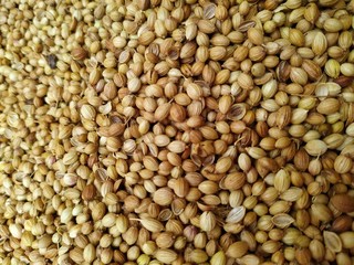 Dried coriander seeds arranged as background. Dhaniya Nepal