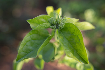 green leaf with drops of water