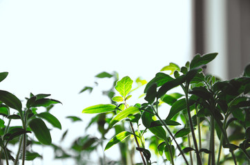 Many green leaves home plant.