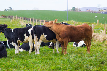 Cattle with a bull and calfs grazing in a field