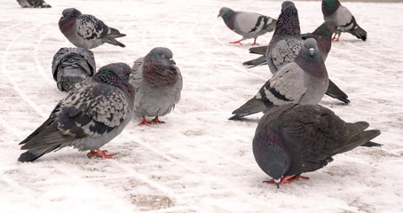 A flock of pigeons sitting on the sidewalk in winter.