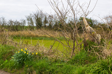 A bunch of self seeded yellow Daffodils