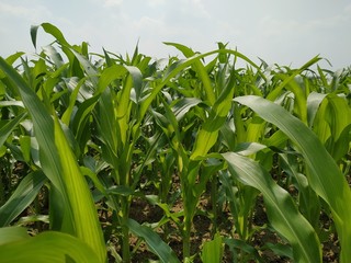 Maize green leaf of a plant or flower. Pure nature close up. Nepal