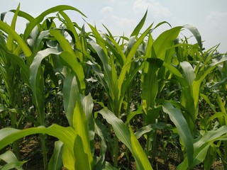 Maize green leaf of a plant or flower. Pure nature close up. Nepal