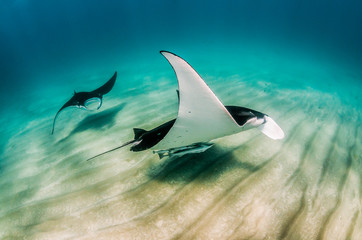 Pair of Manta Rays swimming together in the wild over a sandy sea floor