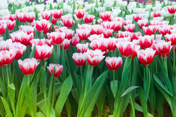 The beautiful blooming tulips in garden.tulips flower close up under natural lighting outdoor