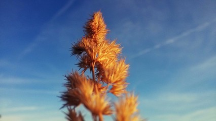 grass and blue sky