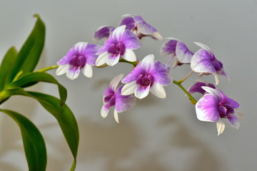 Dendrobium Orchid pink spotted  blooms in the room