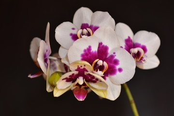 Fototapeta na wymiar Phalaenopsis Orchid pink on a dark background blooms in the room