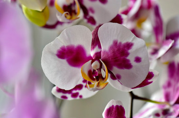 Phalaenopsis Orchid pink blooms in the room