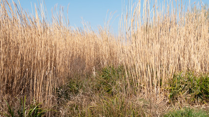 Fototapeta premium dry stalks of reed of blue sky