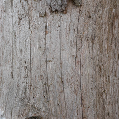 The trunk of a dead pine without bark. Rough natural surface with lines. Dry tree in the forest. Wood texture for background.