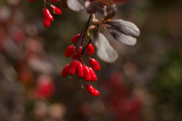 Fototapeta na wymiar red berries of barberry