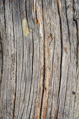 Curved tree trunk wood texture