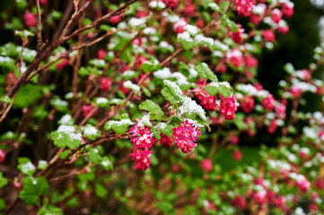 Obraz na płótnie Canvas Flowers and leaves of a flowering currant (Ribes sanguineum) covered with snow and ice.