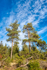 Pine conifer trees against beautiful blue sky