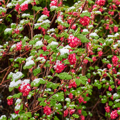 Obraz premium Flowers and leaves of a flowering currant (Ribes sanguineum) covered with snow and ice.