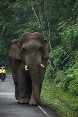 Fototapeta premium Wild elephant on the road with motorbike behind