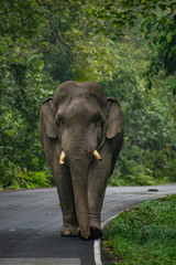 Fototapeta na wymiar Wild elephant on the road 