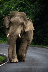 Wild elephant on the road 
