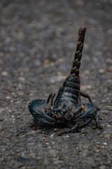 Scorpion 