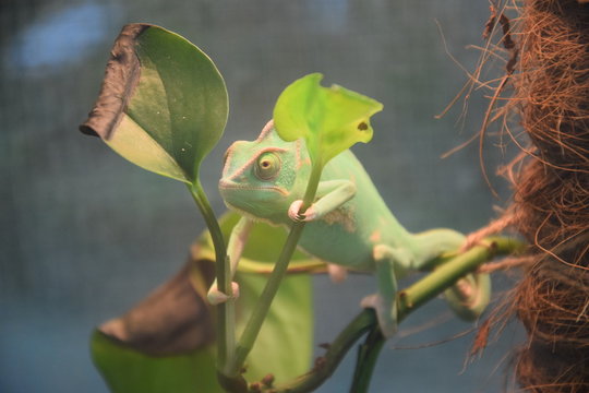 Хамелеон Images – Browse 119 Stock Photos, Vectors, and Video | Adobe Stock