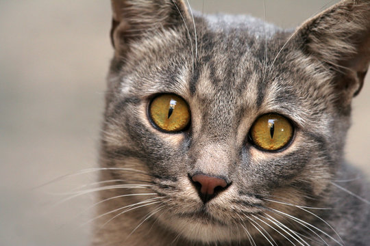 Close up to a face of gray cat 
