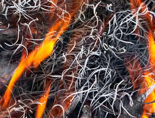 burning pine needles as background