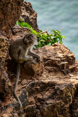 Long tail macaque portrait