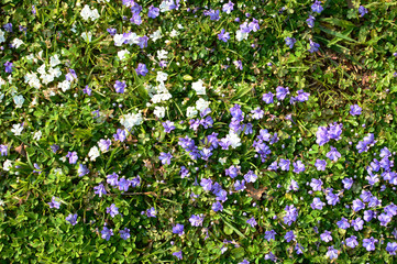Obraz na płótnie Canvas 白と紫のヒメキランソウの花