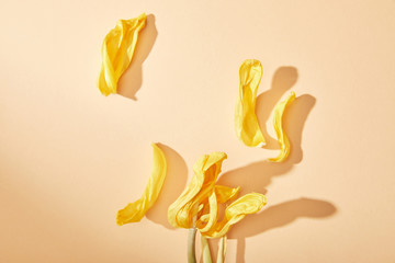 top view of dried yellow tulip petals on beige background