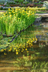 服部緑地の黄菖蒲