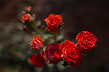 bouquet of red roses