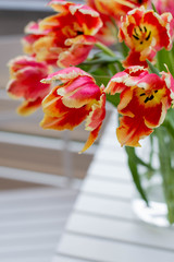 Beautiful pink-yellow parrot tulips in a glass vase on a white wooden chair. Outdoor, on the balcony or terrace. Blurred background. Close-up. Copy space.