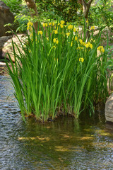 服部緑地の黄菖蒲