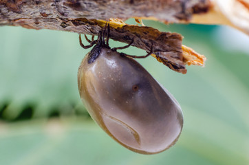 Swollen mite from blood, a dangerous parasite and carrier of infection sits on a branch