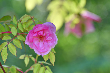 リージャン ロード クライマー