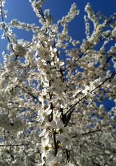 flowers in spring