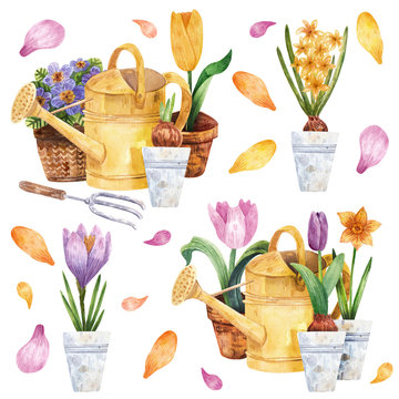 Set of floral hand-drawn watercolor illustrations. Gardening and garden tools. Spring primroses, tulips, hyacinths, primula, narcissus, crocus. Watering can, rake. Potted plants and flower petals.