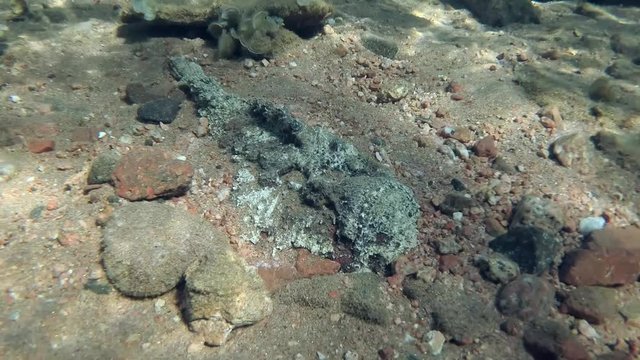 Reef Stonefish (Synanceia verrucosa) hiding on a pebble bottom. Close-up, Camera zooming. Red Sea, Egypt